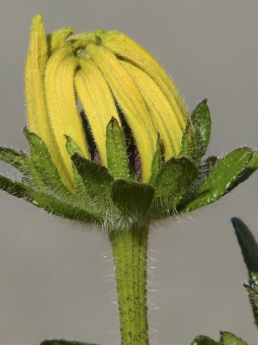 ordinary sunhat in bud