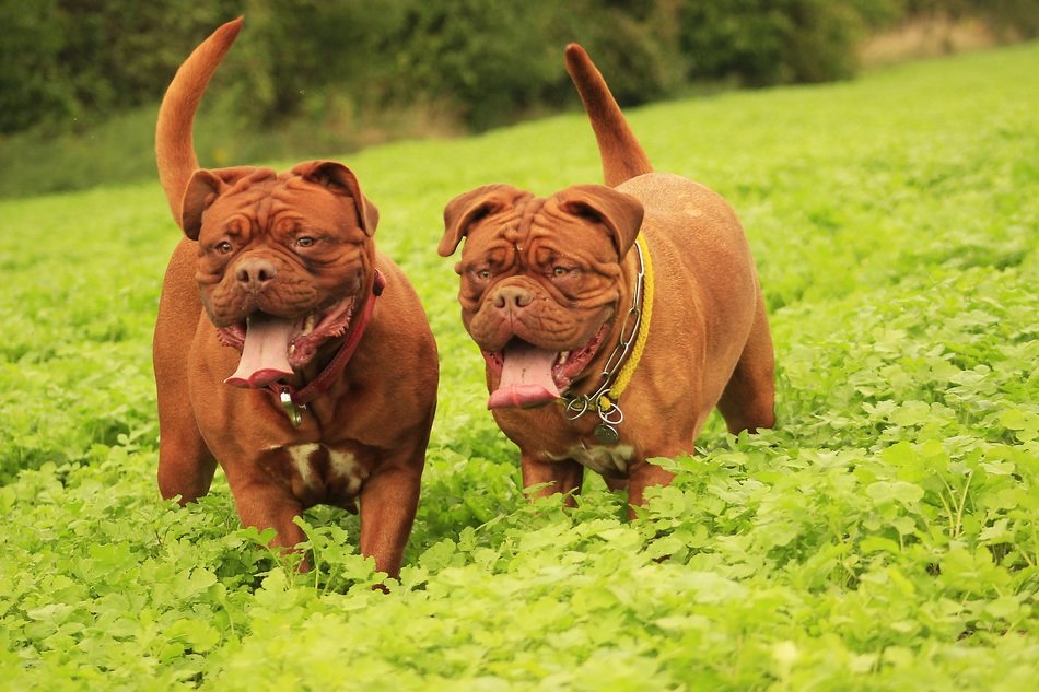 Beautiful cute brown Mastiffs in summer