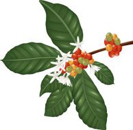 Coffee berries and blossom