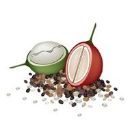 Ripe and Unripe Coffee Berries with Beans