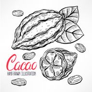 sketch cacao beans N2