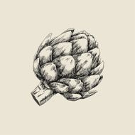 Artichoke Sketch