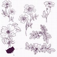 vintage vector floral set