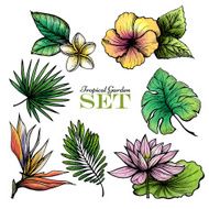 Tropical Leaves Set Color