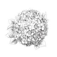 Hydrangea