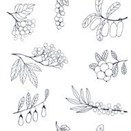 Berries sketch seamless pattern Vector illustration