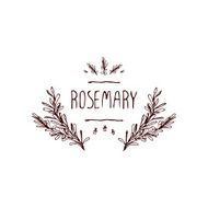 Herbs and Spices Collection - Rosemary
