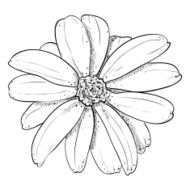Vector sketch of flower