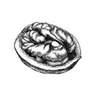 Walnut Drawing