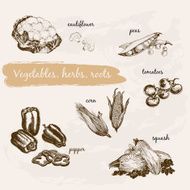 Vector hand-drawn vegetables herbs and roots