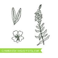 Handdrawn Illustration - Health and Nature Set