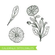 Handdrawn Illustration - Health and Nature Set N2