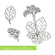 Handdrawn Illustration - Health and Nature Set N3