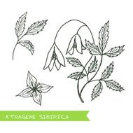 Handdrawn Illustration - Health and Nature Set N4