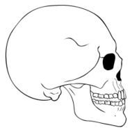 Vector Line Art Side View Skull