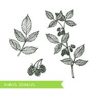 Handdrawn Illustration - Health and Nature Set N6