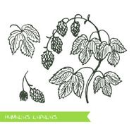 Handdrawn Illustration - Health and Nature Set N7