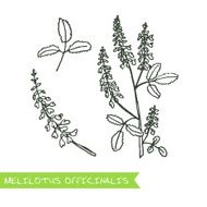 Handdrawn Illustration - Health and Nature Set N9