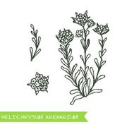 Handdrawn Illustration - Health and Nature Set N10