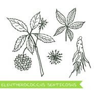 Handdrawn Illustration - Health and Nature Set N11