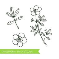 Handdrawn Illustration - Health and Nature Set N12