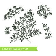 Handdrawn Illustration - Health and Nature Set N13