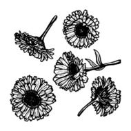 calendula flowers sketch black contour on white background Vector
