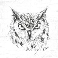 Owl sketch drawn hands vector illustration