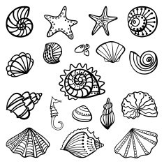 Set of seashells on white background