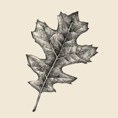 Oak Leaf Drawing N3