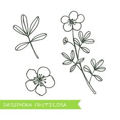 Handdrawn Illustration - Health and Nature Set N12