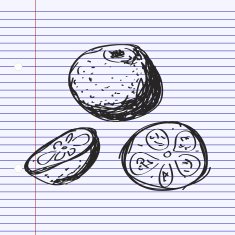Simple doodle of an orange N2