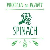 Hand Drawn Spinach Leaves N2