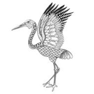 Hand drawn Brolga Australian crane illustration for antistress