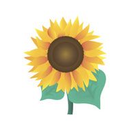 Sunflower vector illustration