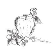 apple vector illustration sketch