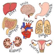 Internal organ hand drawn set