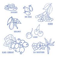 Set of berries for autumn beverages Vector hand drawn illustration