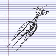 Simple doodle of a bunch carrots N2