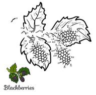Numbers game fruits and vegetables (blackberries)