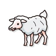 sheep doodle N2