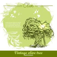 Vintage hand drawn olive tree and branch