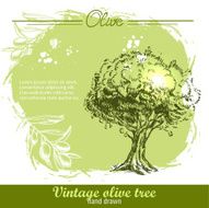 Vintage hand drawn olive tree and branch N2