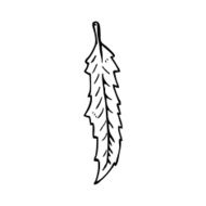 line drawing cartoon feather N2