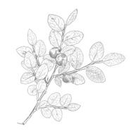 Hand drawn branch of vector blueberry