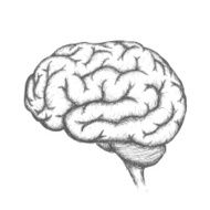 Human Brain N5