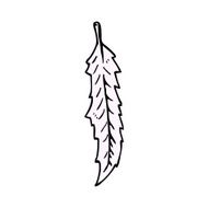 Cartoon Feather N2