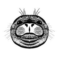 Zentangle stylized seal Sketch for tattoo or t-shirt