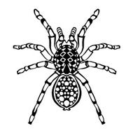 Zentangle stylized spider Sketch for tattoo or t-shirt