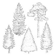 Vector Set of Sketch Pine Trees